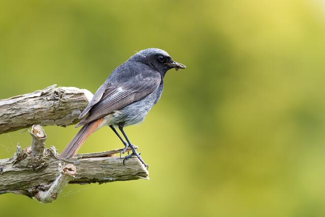 Der Hausrotschwanz ist zum „Vogel des Jahres 2025“ gewählt worden. Durch Anbringen von Nistkästen kann man ihn unterstützen. | Foto: NABU Frank Derer