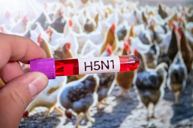Um eine weitere Ausbreitung des H5N-Virus zu verhindern, hat der Rhein-Erft-Kreis eine neue tierseuchenbehördliche Allgemeinverfügung erlassen.   | Foto: Symbolbild/JUN LI/Stock.Adobe.com