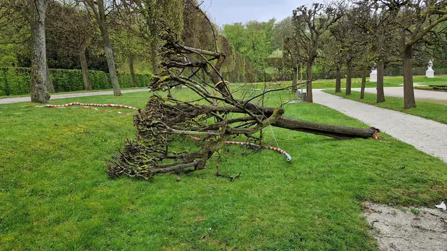 Mutwillig zerstört: Eine rund 300 Jahre alte Kastenlinde liegt nach nächtlicher Sabotage im historischen Schlossgarten von Schloss Augustusburg. | Foto: Schlösser Brühl