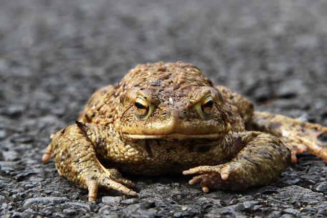 Mit steigenden Temperaturen steigt auch das Risiko von wandernden Amphibien auf den Straßen. Also: Augen auf bei Autofahrten in den Abend- und Nachtstunden.  | Foto: pixabay