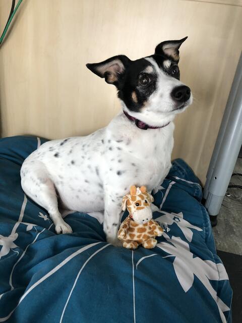 Cookie: „Ich nehme jetzt seit fast zehn Jahren meinen Hund mit ins Büro. Als die kleine ‚Leni‘ verstarb, kam die junge wilde ‚Cookie‘ mit ins Großraumbüro. Alle Kollegen i kuscheln und spielen freudig mit ihr“, schreibt uns Nadi Foerster. In den zehn Jahren habe es aber auch Kollegen gegeben, die Angst vor ihren Hunden hatten. „Da machte ich dann einfach einen großen Bogen drum“, schreibt die Hundebesitzerin. Ein Kollege habe sogar „eher aggressiv“ auf den Vierbeiner am Arbeitsplatz reagiert. Nadi Foerster: „Wir haben das besprochen und danach gab es einen Weiteren den wir gemieden haben.“ Ihr Fazit: „Alle anderen freuen sich, suchen den Hund auf, reden mit mir über ihre Tiere und es hält die Gruppe zusammen!  Kann es nur empfehlen, da ein Hund es schafft selbst unterschiedlichste Abteilungen näher zusammen zu bringen!“  | Foto: Nadi Foerster