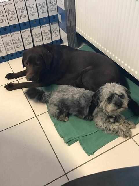 „In unserer Anwaltskanzlei sind täglich drei Hunde. Sie stehen sogar auf der Homepage und haben eine eigene Emailadresse.  Bei der EM oder WM im Fußball fiebern sie mit. Beim Mittagessen dürfen sie auch dabei sein. Aber am Liebsten halten sie ihren Büroschlaf. Sie bereichern unseren Arbeitsalltag“, schreibt uns das Team der Wester Rechtsanwälte aus Köln.
  | Foto: Wester Rechtsanwälte