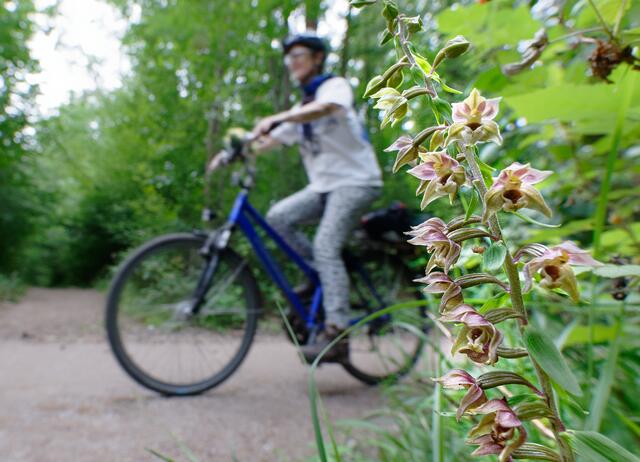Leverkusener werden gebeten die Naturschutzverbände zu informieren, wenn sie die Stendelwurz entdecken.  | Foto: Hans-Martin Kochanek