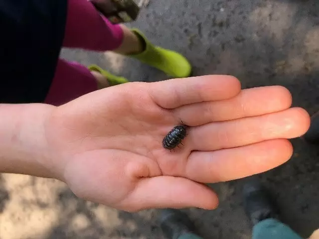 Vielleicht entdecken die Kinder ja einen Saftkugler.  | Foto: (c) Biologische Station
