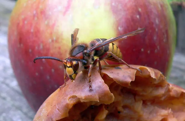 Muss man Hornissen fürchten? Antwort gibt am 8. Oktober der Imker Felix Macht.  | Foto: Christoph Buchen