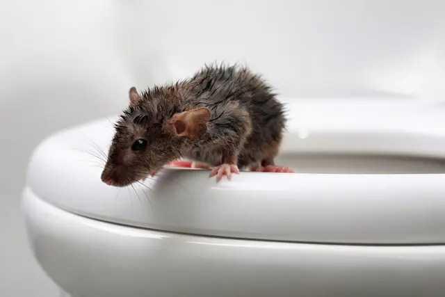 Von einer Ratte in der Toilette auf der 1. Etage wurde eine Anwohnerin der Kapellenstraße überrascht.  | Foto: Symbolbild/New Africa/Stock/Adobe.com