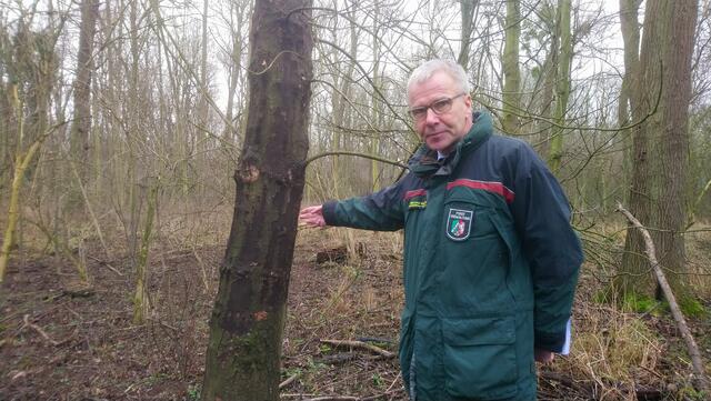 Dieser Ahorn mit schwarzer Rinde ist von der Rußrindenkrankheit befallen und stirbt ab. Davon sind im Kerpener Bruch zahlreiche Bäume befallen, erklärt Forstdirektor Stefan Schütte. | Foto: Zingsheim