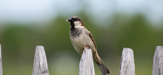 Ein Haussperling. | Foto: FAUNA