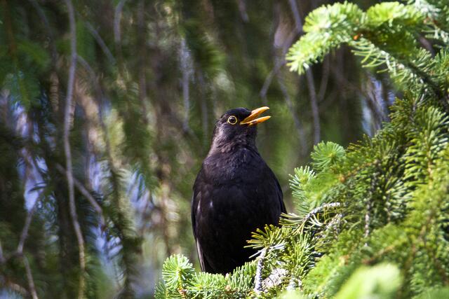 Der NABU lädt dieses Wochenende dazu ein, einheimische Gartenvögel wie etwa die Amsel zu zählen.