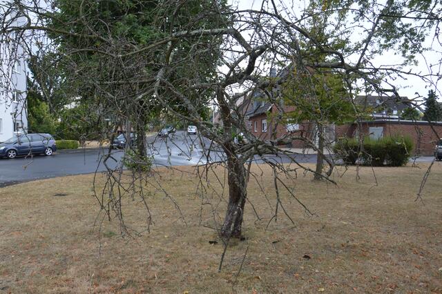 Vier der letzten fünf Sommer waren zu trocken, sagt der Deutsche Wetterdienst. Die langen Trockenperioden haben auch Spuren im städtischen Grün hinterlassen.  | Foto: Lars Kindermann