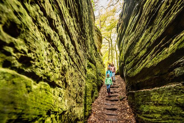 Die „Grünen Hölle“ von Bollendorf ist dieses Jahr beim Wettbewerb „Deutschlands schönster Wanderweg“ in der Kategorie „Tagestouren“ nominiert.  | Foto: Copyright Eifel Tourismus GmbH, Dominik Ketz