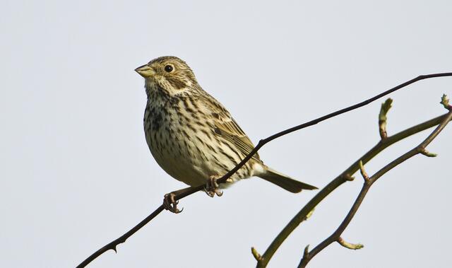 Foto: Günter Lessenich/NABU Euskirchen