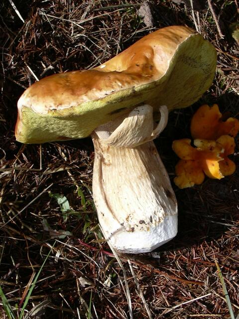 Pilze wie etwa der Steinpilz  dürfen für den eigenen Bedarf gesammelt werden.  | Foto: Wald und Holz NRW