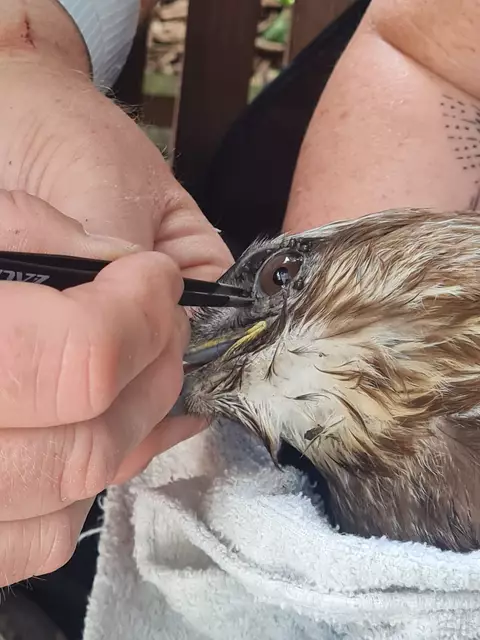 40 Zecken hatten sich um die Augen des Vogels verbissen. | Foto: privat/Skyhunters Frechen
