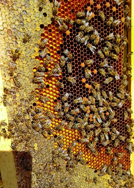 Brutwabe - sie dienst der Aufzucht der Bienen.  | Foto: Jens Morawetz