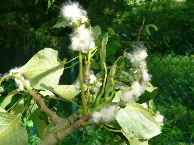 Die Zitterpappeln haben grüne Kapselfrüchte, aus denen nach der Reife Samen mit weißen, watteartigen Haaren entweichen und vom Wind verbreitet werden.  | Foto: Christoph Buchen