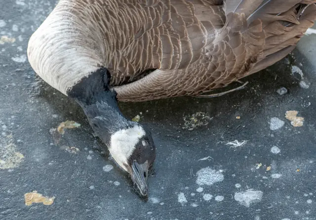 Bei toten Wildvögeln in Dünstekoven wurde Geflügelpest festgestellt.  | Foto: Symbolfoto: Riverwalker/stock.adobe.com