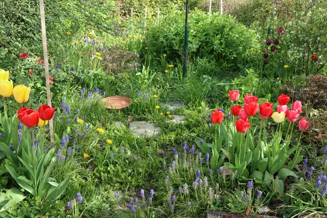 Ein insektenfreundlicher Garten mit vielen Blühpflanzen ist auch ideal für Igel, weil sie sich vorrangig von Insekten ernähren | Foto: OBK