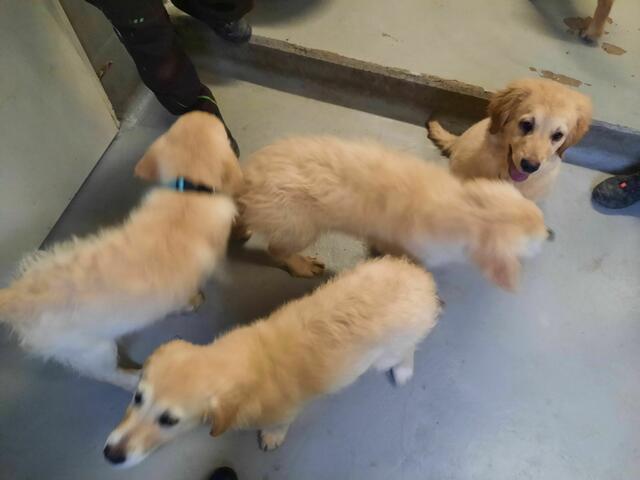 Die beschlagnahmten Hundewelpen wurden vom Kreis in ein Tierheim gebracht und dort tierärztlich versorgt.