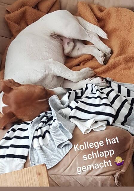 Pauli: Ilona Siefer bildet Ersthelfer beim DRK Rhein-Erft-Kreis aus und bringt seit fünf Jahren ihren ‚Pauli’ mit zur Arbeit. „Mittlerweile ist er seit 2017 fester Bestand und bleibt er mal Zuhause bei einem anderen Familienmitglied ist die Enttäuschung groß bei den Kursteilnehmern“, schreibt sie. Der große weiße Goldendoodle sei auch gern gesehener Begleiter bei der Ferienbetreuung oder bei Terminen im DRK-Seniorenheim.
  | Foto: Ilona Siefer