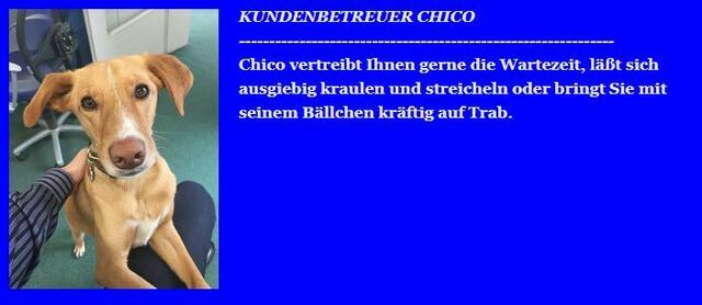 Chico und Pascha: Die Bürohunde ‚Chico‘ von Optik Schmitting in Hürth ...

 | Foto: Optik Schmitting