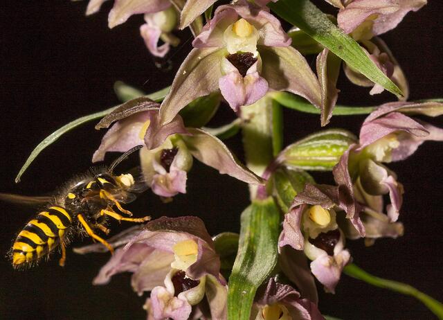 Interessant ist ein Blick auf die Wespe, welche die breitblättrige Stendelwurz anfliegt: sie trägt auf der Stirn den Samen (Pollenpaket) einer anderen Stendelwurzpflanze und befruchtet so die Orchidee.  | Foto: Hans-Martin Kochanek