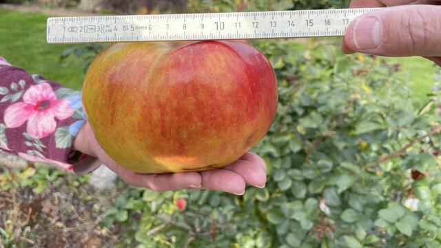 Kläre Rickmann mit ihrem prachtvollen Apfel. 700 Gramm bringt er auf die Waage. | Foto: Bettmer