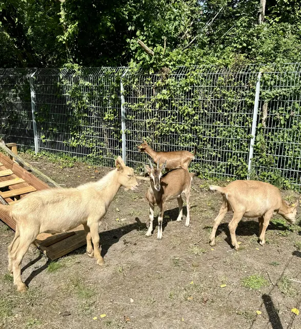 Vier Ziegen erweitern den Tierbestand auf dem Abenteuerspielplatz.  | Foto: Stadt Frechen