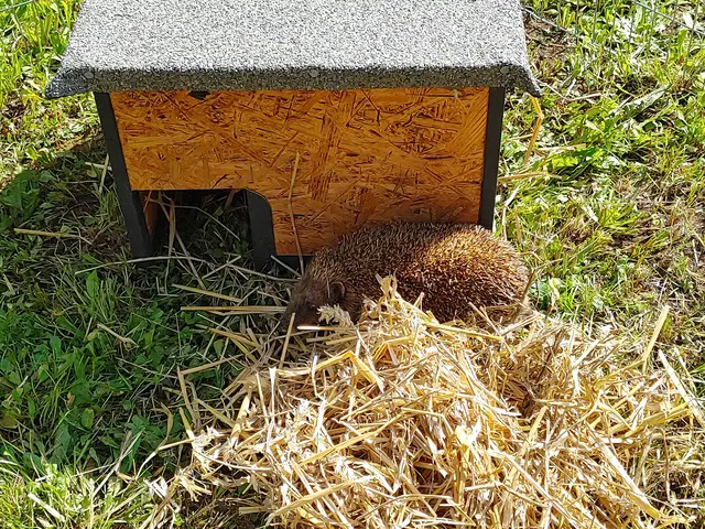 Der Online-Vortrag „Der igelfreundliche Garten“ im LEADER-Projekt „Zukunftsdörfer“ findet am 22. Januar statt. | Foto: Jennifer Thelen/Biologische Station Euskirchen/pp/Agentur ProfiPress