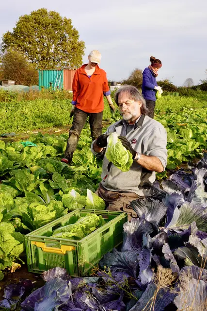 Angebaut wird im Gewächshaus in Pulheim-Manstedten sowie auf Ackerflächen in Rommerskirchen – in Demeter-Qualität und mit besonderem Fokus auf Bodenaufbau und Artenvielfalt.  | Foto: Benno Eschweiler