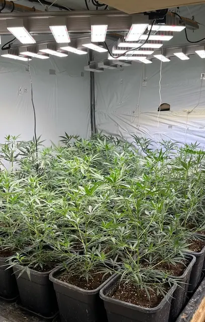Umfangreiche Ermittlungen führten nach einem Zeugenhinweis zu der Plantage sowie zu zwei weiteren Objekten.  | Foto: Polizei Rhein-Erft-Kreis