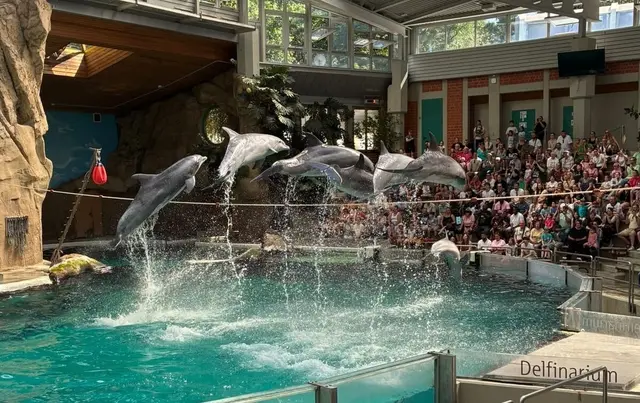 Ein Höhepunkt der diesjährigen Tagesfahrten war für viele Kinder der Besuch im Duisburger Zoo mit der Delfin-Show. Insgesamt nahmen mehr als 300 Kinder an den sechs Ausflügen des Kinderferienwerks teil. | Foto: Kinderferienwerk St. Pantaleon und St. Severin