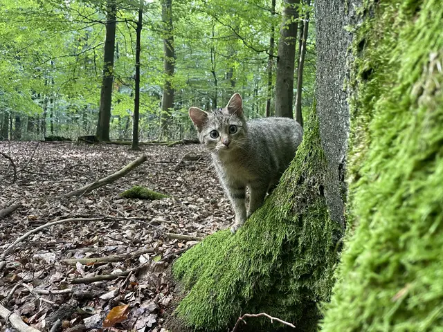 Die Europäische Wildkatze ist nach 70 Jahren wieder in der Nutscheid heimisch. | Foto: Jan Preller