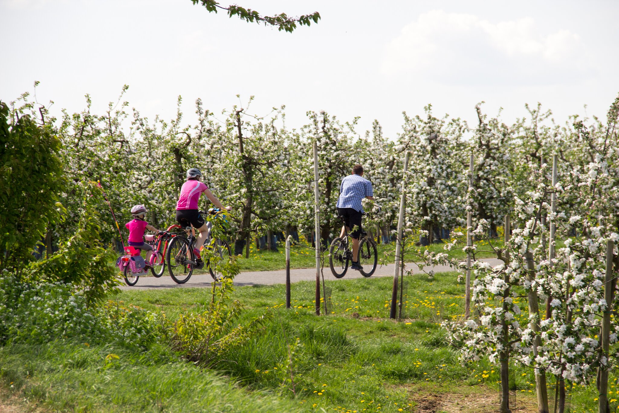 Neue Karte zur Apfelroute: Neue Karte zur Apfelroute ist da - Alfter