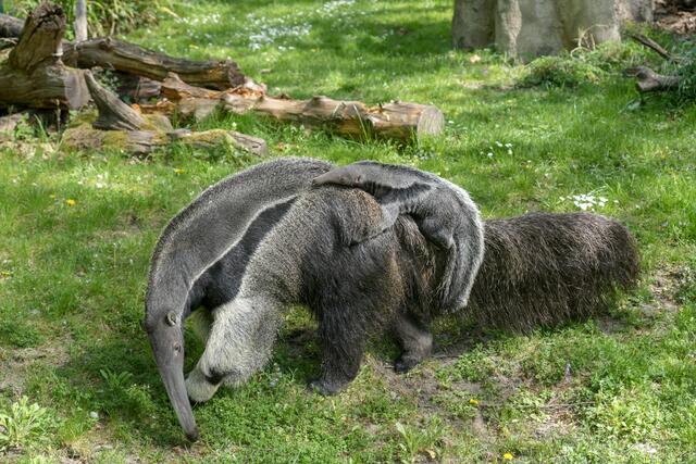 Die Ameisenbären-Familie im Kölner Zoo: Mama „Ibera“ und Papa „Yavi“ haben Nachwuchs bekommen. | Foto: Werner Scheurer