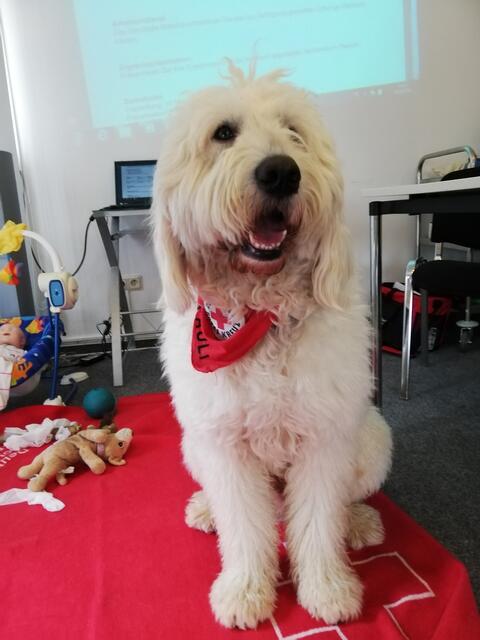 Pauli: Ilona Siefer bildet Ersthelfer beim DRK Rhein-Erft-Kreis aus und bringt seit fünf Jahren ihren ‚Pauli’ mit zur Arbeit. „Mittlerweile ist er seit 2017 fester Bestand und bleibt er mal Zuhause bei einem anderen Familienmitglied ist die Enttäuschung groß bei den Kursteilnehmern“, schreibt sie. Der große weiße Goldendoodle sei auch gern gesehener Begleiter bei der Ferienbetreuung oder bei Terminen im DRK-Seniorenheim.
  | Foto: Ilona Siefer