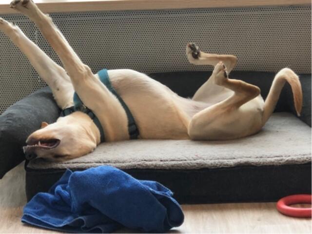 Ellie: Seit zehn Monaten ist Labrador-Viszla-Mix ‚Ellie‘ wichtiger Bestandteil des Büroteams des Meisterbetriebs M. Kaib aus Brühl. „Sie hat die Herzen aller Mitarbeiter im Sturm erobert und liebt es morgens von jedem begrüßt und gekuschelt zu werden. Anfangs lag sie dabei gerne auf dem Schoß. was mittlerweile aufgrund der Größe aber nicht mehr möglich ist. Auch bei der Büroarbeit kommt sie gerne mal auf eine kleine Kuscheleinheit vorbei. Wir können nicht verleugnen, dass Elli leider ein klares Haarproblem hat, aber mit einem ordentlichen Sauger und einer Fusselbürste kriegt man das schnell in den Griff. Elli ist ganz klar ein kleiner Stress-Katalysator: egal wie stressig und nervig der Arbeitstag auch war, sobald die Mitarbeiter nachmittags ins Büro kommen und von Elli begrüßt werden, hellt sich die Stimmung direkt wieder auf. Auch die Kunden und sonstigen Besucher reagieren sehr positiv auf unsere vierbeinige Bürokraft, wir arbeiten noch daran, dass die Begrüßung nicht zu stürmisch ausfällt“, schreibt uns seine Besitzerin Trixi Kaib. | Foto: Kaib / Bad . Wasser . Wärme