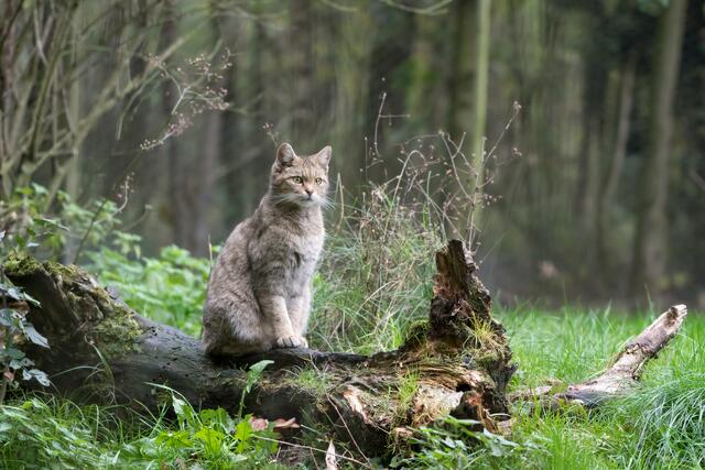 Der Nationalpark Eifel bietet gute Lebensbedingungen für immer mehr Wildkatzen. | Foto: Mariska/stock/adobe.com