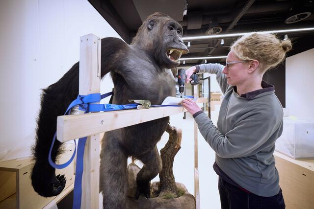 Wissen von früher, heute und morgen will das P26 mit drei verschiedenen Museen auf drei Etagen anbieten und damit zum Diskurs anregen.  | Foto: Volker Lannert / Uni Bonn