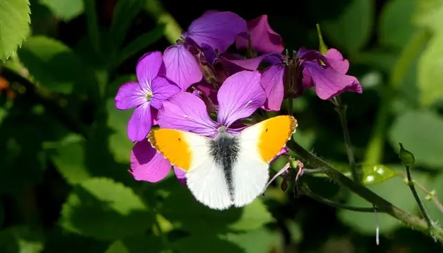 Aurorafaltermännchen auf einem Silberblatt.  | Foto: Tierschutz