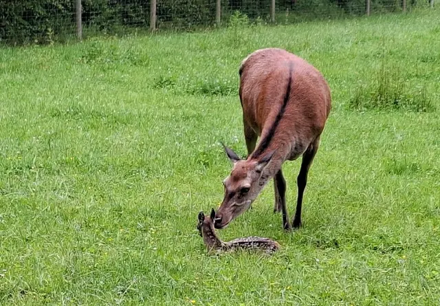 Das Fell der Rotwildkälber ist zunächst braun mit weißen Tupfen. Beim Heranwachsen verliert sich diese Zeichnung.  | Foto: Bundesstadt Bonn
