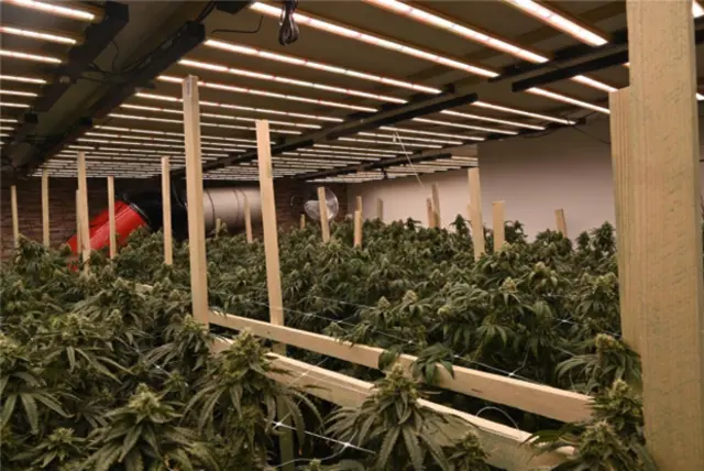 Bei einer Hausdurchsuchung enzdeckze die Polizei eine größere Cannabisplantage.  | Foto: Polizei Rhein-Erft-Kreis