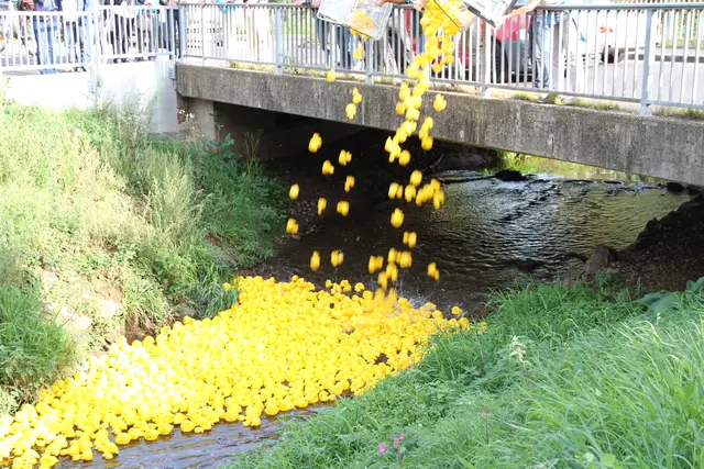Mehr als 1.000 „Rennenten“ sollen über den Rotbach bis zur Brücke am Bürgerbüro an der Bonner Straße schwimmen. | Foto: St. Sebastianus Schützenbruderschaft Lechenich