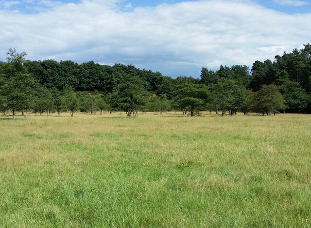 Die DBU Naturerbe hat
klare Entwicklungsziele festgelegt.
