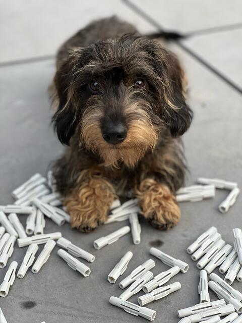 Ernie: Rauhaardackel ‚Ernie‘ kommt an drei Vormittagen in der Woche mit ins Büro des Heizungs- und Sanitärbetriebes Hans Rosellen & Sohn. „Die Vormittage im Büro verbringt Ernie meist schlafend, es sei denn, die Post kommt oder ein Lieferant bringt Ware, dann schlägt er laut bellend an … typisch Dackel“, schreibt uns sein Frauchen Ute Rosellen.  „Eigentlich sollte er ‚Dübel‘ heißen , da der Züchter beim ersten Besuch meinte es sei ein D-Wurf (vierter Wurf des Züchters). Ein Handwerkername für Handwerkerhund in Handwerkerfamilie. Kurz bevor wir ihn dann abgeholt haben, meinte der Züchter, er hätte sich vertan … es ist doch der E-Wurf. ‚Estrich‘ war dann doch nicht so passend, so dass er jetzt ‚Ernie‘ heißt“, erklären die Besitzer. Sie sind der Meinung, dass Hunde auf jeden Fall mit ins Büro sollen. | Foto: Hans Rosellen & Sohn