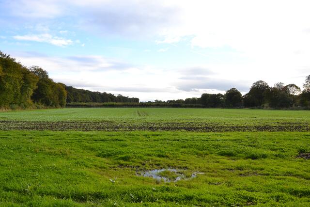 Die Stadt Frechen möchte eine knapp 10 Hektar große Fläche an der Alten Aachener Straße in Frechen-Königsdorf kaufen. Auf dem Gelände eines Gartenbaubetriebs soll eine Zentrale Unterbringungseinrichtung (ZUE) des Landes Nordrhein-Westfalen entstehen. Die ausgiebigen Freiflächen sollen als Ausgleichsflächen für geplante Baugebiete und Gewerbeflächen in Frechen dienen. | Foto: Lars Kindermann