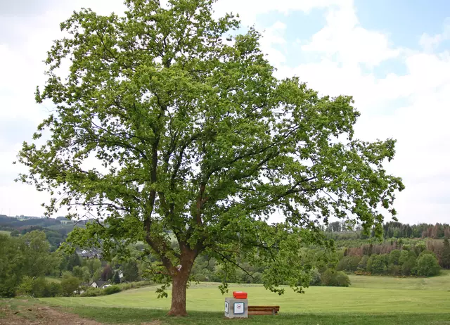 Der Zauberbaum am Wildberger Rundwanderweg.  | Foto: Dorf- und Heimatverein