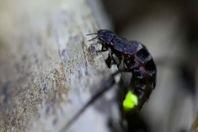 Leuchtendes Grün - daran erkennt man die Leuchtkäfer.  | Foto: Matthias Overmann