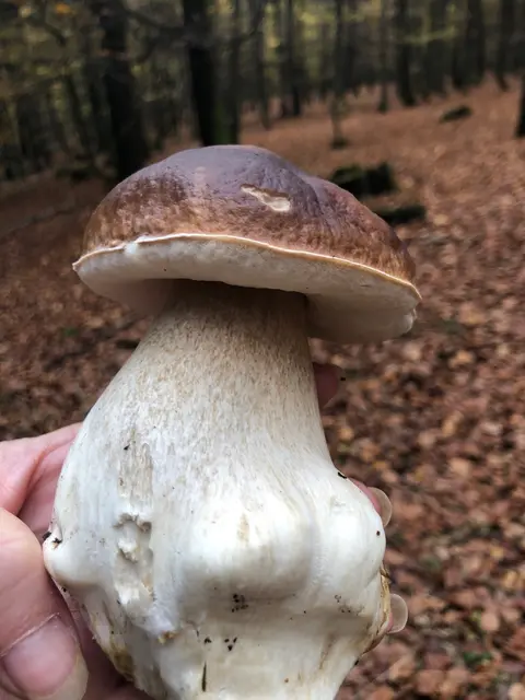 Er ist einer der beliebteste Speisepilze, der Steinpilz. Und auch den Steinpilz findet man aktuell in den Wäldern hier bei uns in der Region | Foto: Montserrat Manke