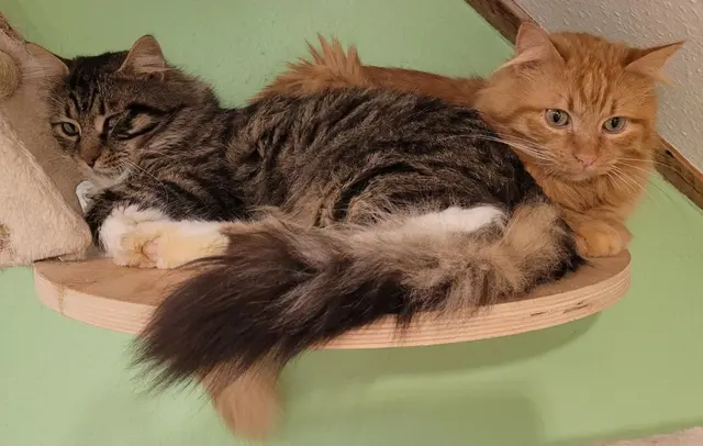 Viele Tiere finden beim Tierschutzverein Siebengebirge vorübergehend eine Bleibe – doch die Situation des Vereins und vieler Tierheimen spitzt sich in den vergangenen Monaten zu.   | Foto: Verein